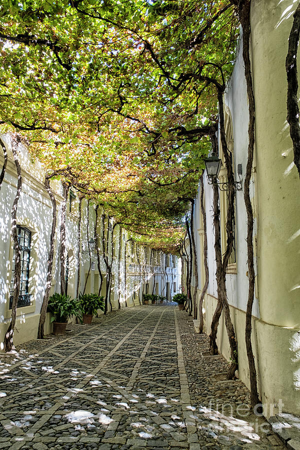 Beautiful Spanish Alley Covered With Grape Vines Photograph