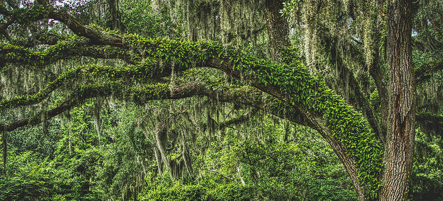 Tree Photograph - Beautiful Spanish Moss by Mountain Dreams