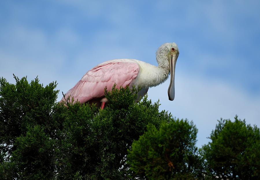 Beautiful Spoonbill in the Trees Photograph by Richard Bryce and Family