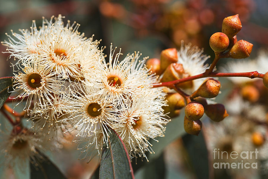 Beautiful Spring Australian Eucalyptus Flowers Photograph by Joy Watson