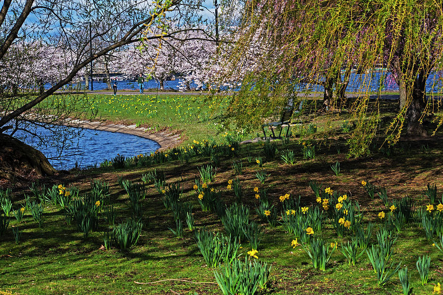 Beautiful Spring Day on the Esplanade Charles River Boston MA Photograph by Toby McGuire