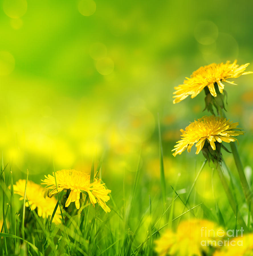 Beautiful spring flowers background Photograph by Boon Mee