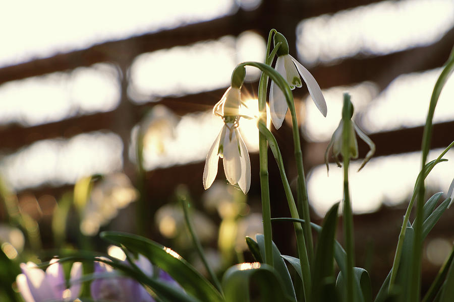 White Snowdrop In Golden Hours. Photograph