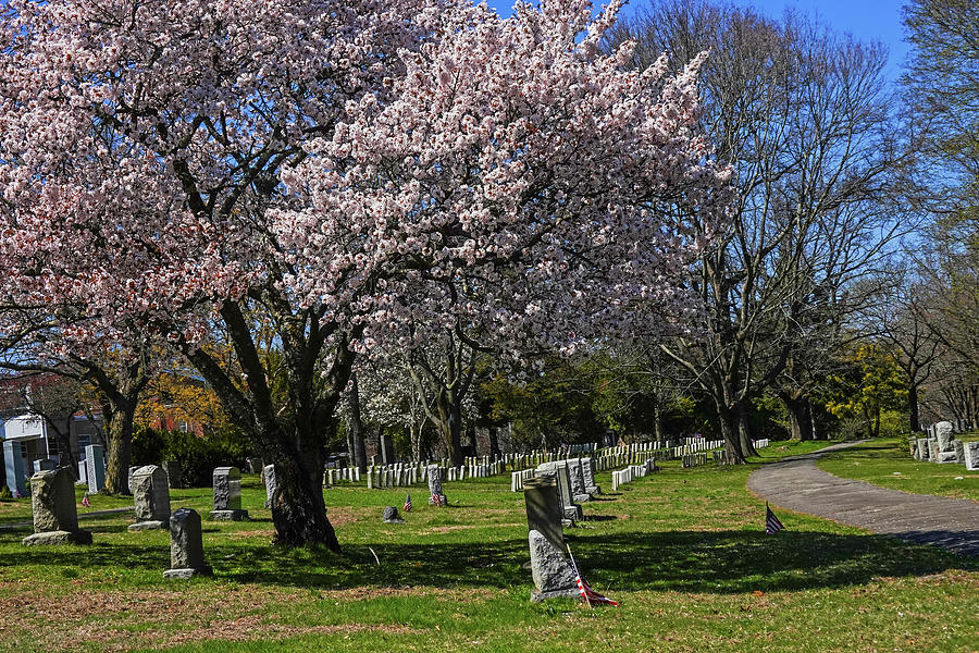 Beautiful Spring Tree at Greenlawn Cemetery in Salem MA Photograph by Toby McGuire