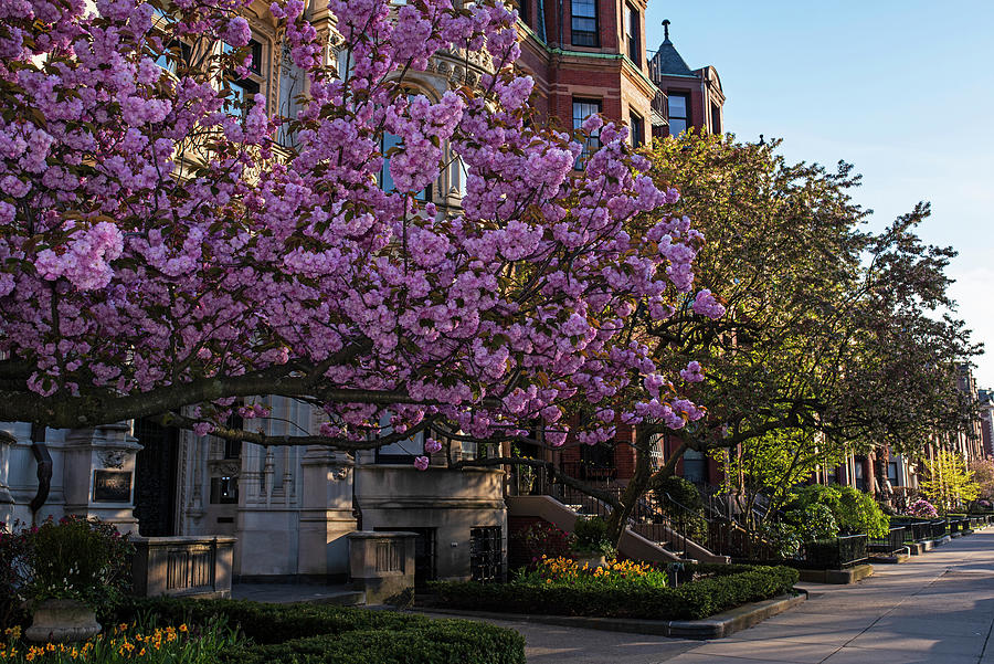 Beautiful Spring Tree on Commonwealth Ave in Boston MA Photograph by Toby McGuire