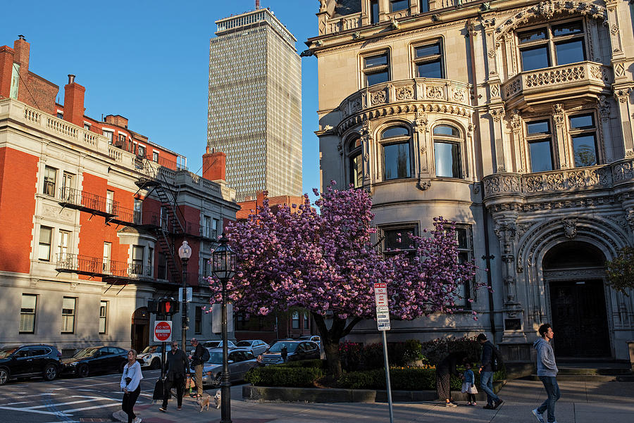Beautiful Spring Tree on Commonwealth Ave in Boston Massachusetts Prudential Center Photograph by Toby McGuire