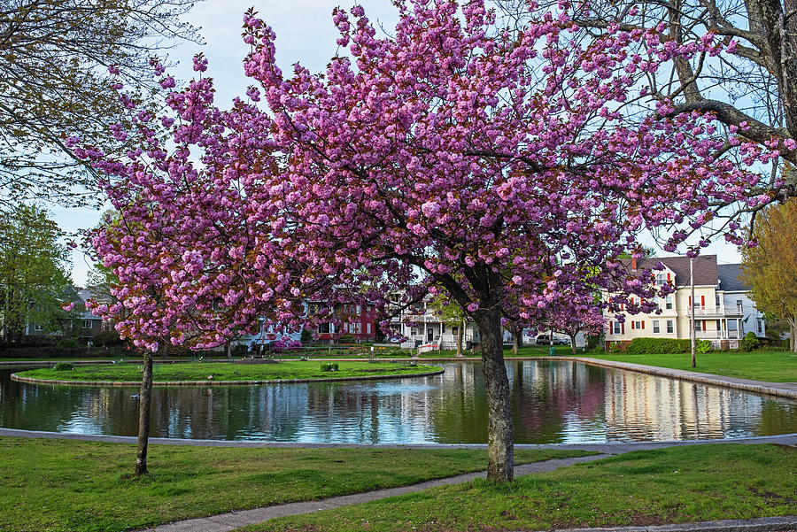 Beautiful Spring Tree on Goldfish Pond in Lynn Massachusetts Photograph by Toby McGuire