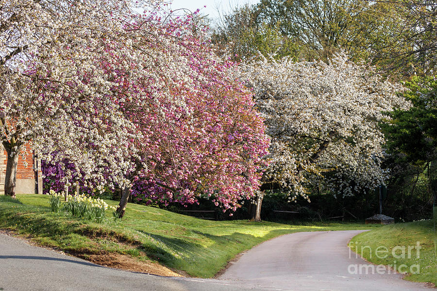 Beautiful spring trees in pink and white blossom Photograph by Simon Bratt