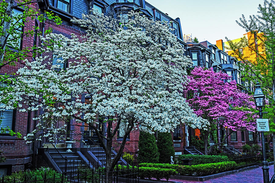 Beautiful Spring Trees on Marlborough Street Boston Massachusetts Photograph by Toby McGuire