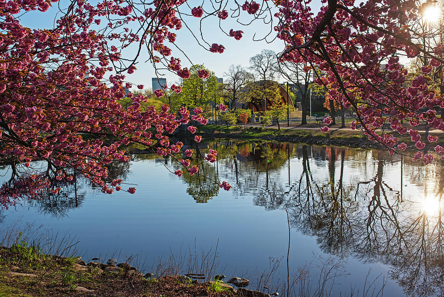 Beautiful Spring Trees on the Esplanade on Charles River Boston MA Photograph by Toby McGuire