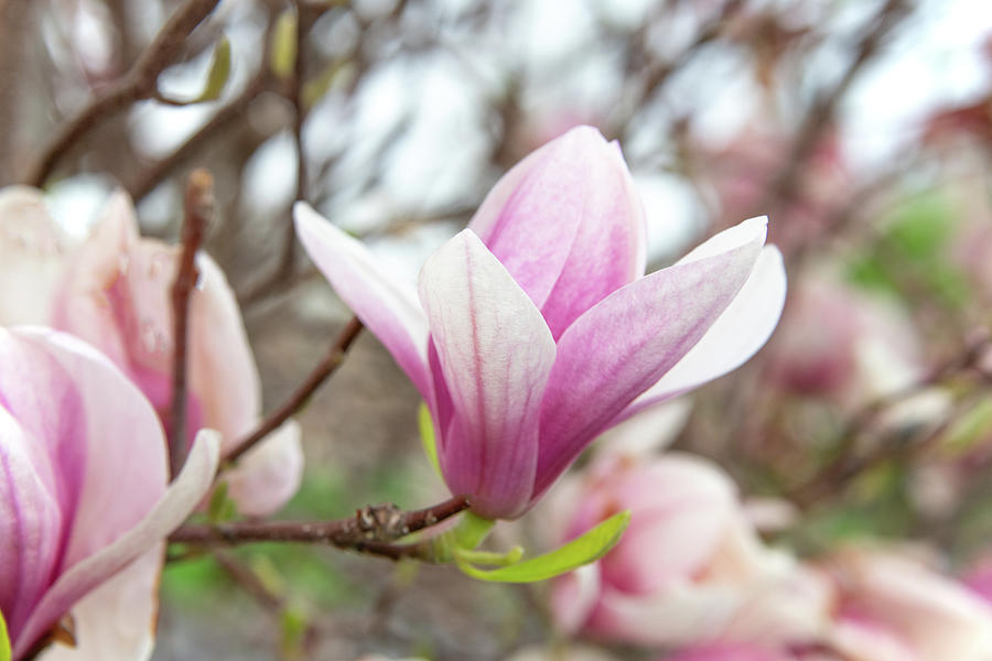 Beautiful Spring Tulip Tree,Flowers-Howard County Indiana Photograph by ...