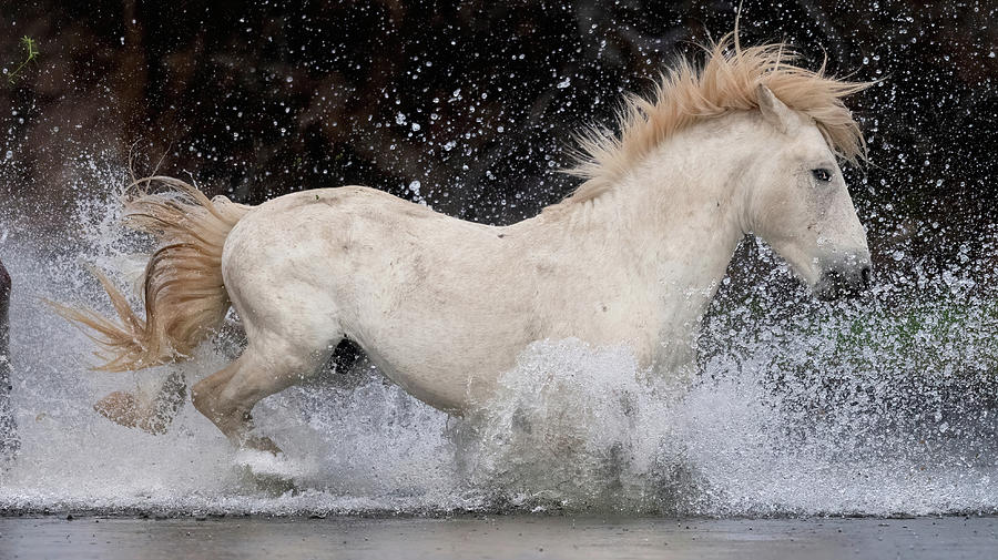 Beautiful Stallion. Photograph by Paul Martin