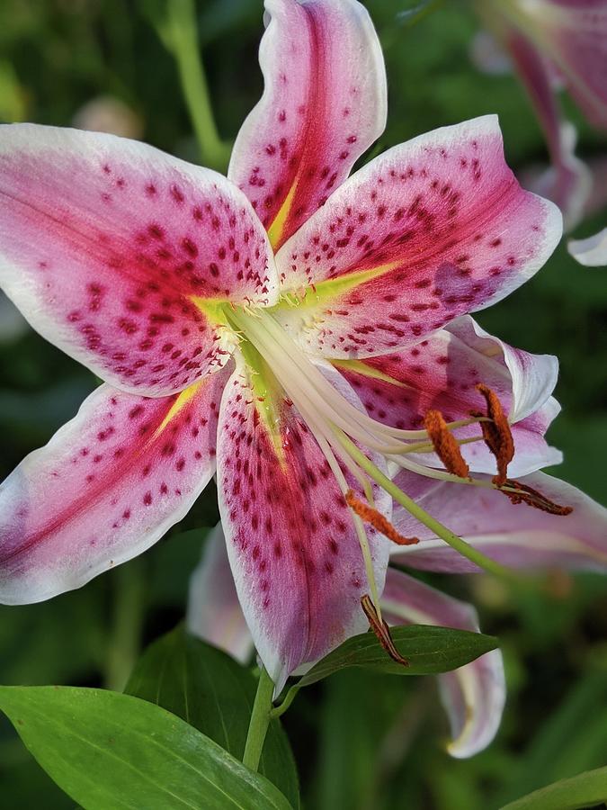 Beautiful star gazing lily Photograph by Sandra McLachlan - Fine Art ...