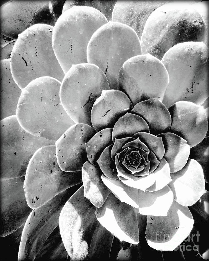 Beautiful Succulent - BW Photograph by Chris Andruskiewicz