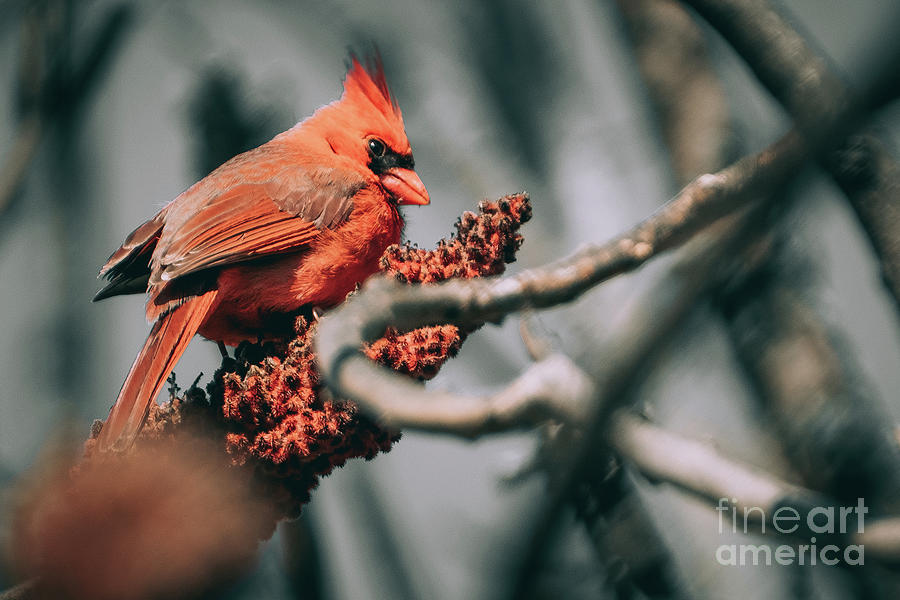 Beautiful Sumac Cardinal Photograph Photograph by Stephen Geisel
