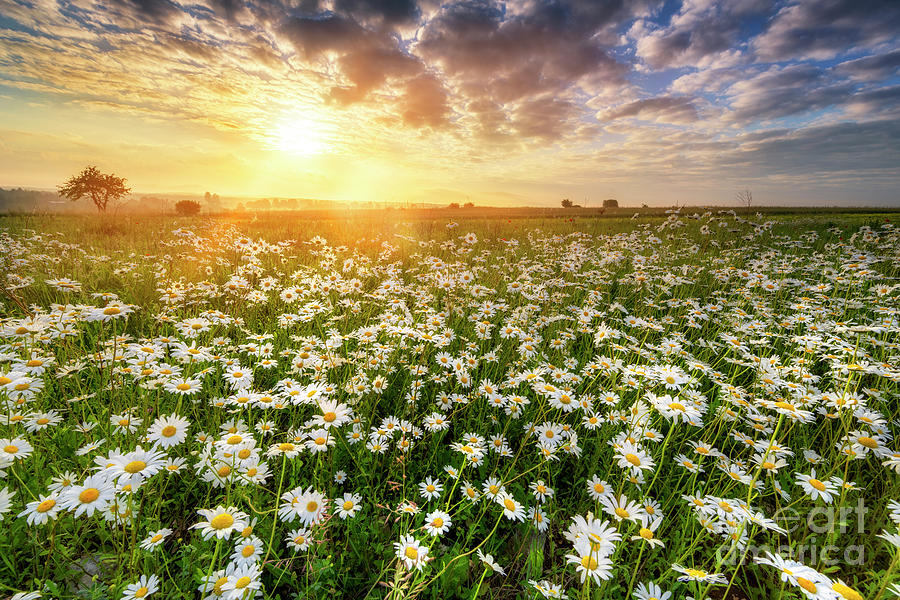 Beautiful summer sunrise over daisy field Photograph by Piotr Krzeslak ...