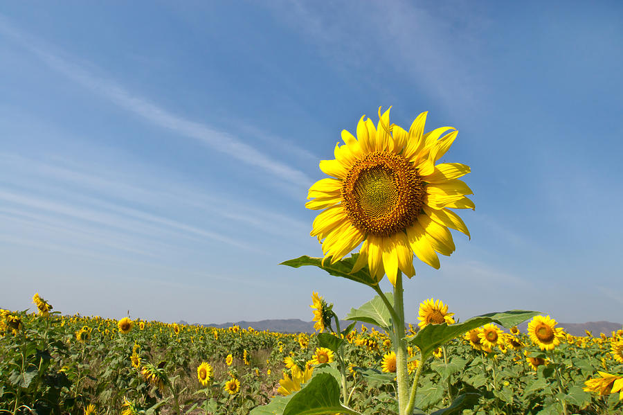 Beautiful sunflower against blue sky Photograph by Wimammoth