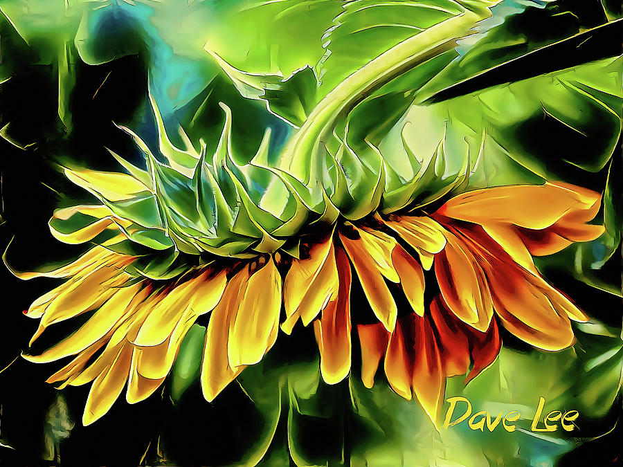 Beautiful Hanging Sunflower Digital Art by Dave Lee