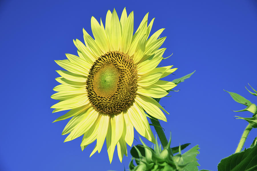 Beautiful Sunflower Photograph