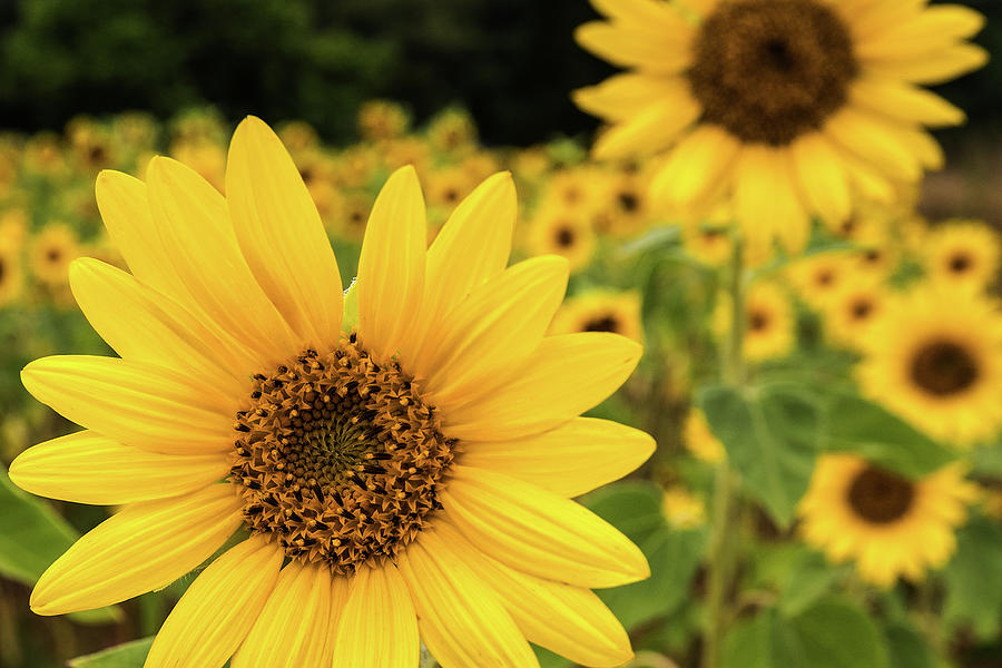 Beautiful Sunflowers Photograph