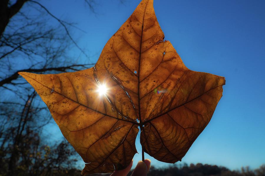 Beautiful sunlight is shining on a maple leaf. Autumn image. Photograph ...