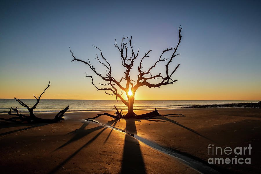 Beautiful Sunrise on Driftwood Beach Photograph by Scott Pellegrin