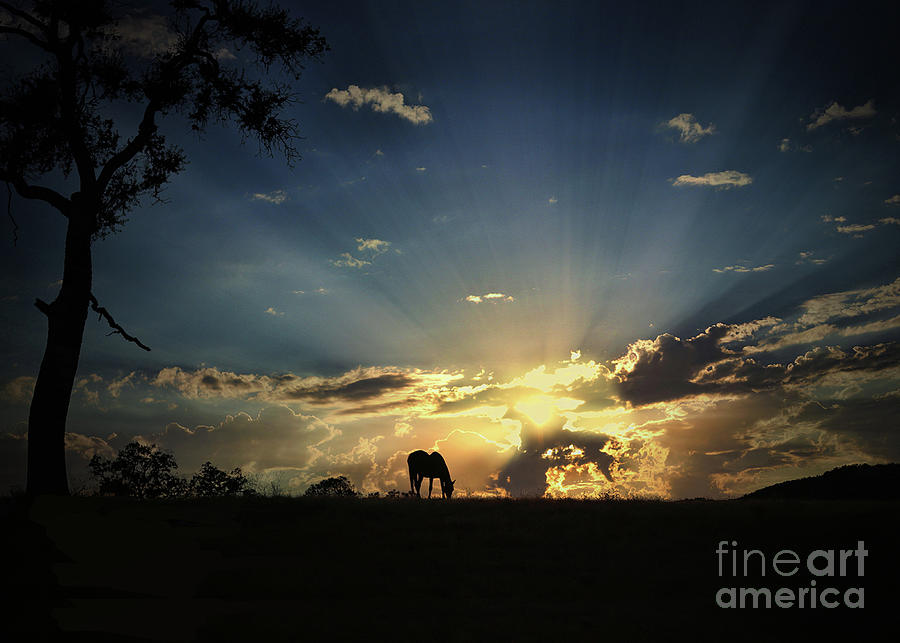 Beautiful Sunrise with Horse and Oak Tree Photograph by Stephanie Laird