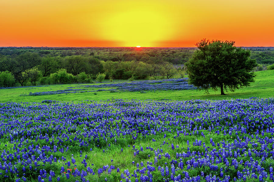 Beautiful Sunset in Ennis Texas ina bluebonnet field Photograph by David Ilzhoefer