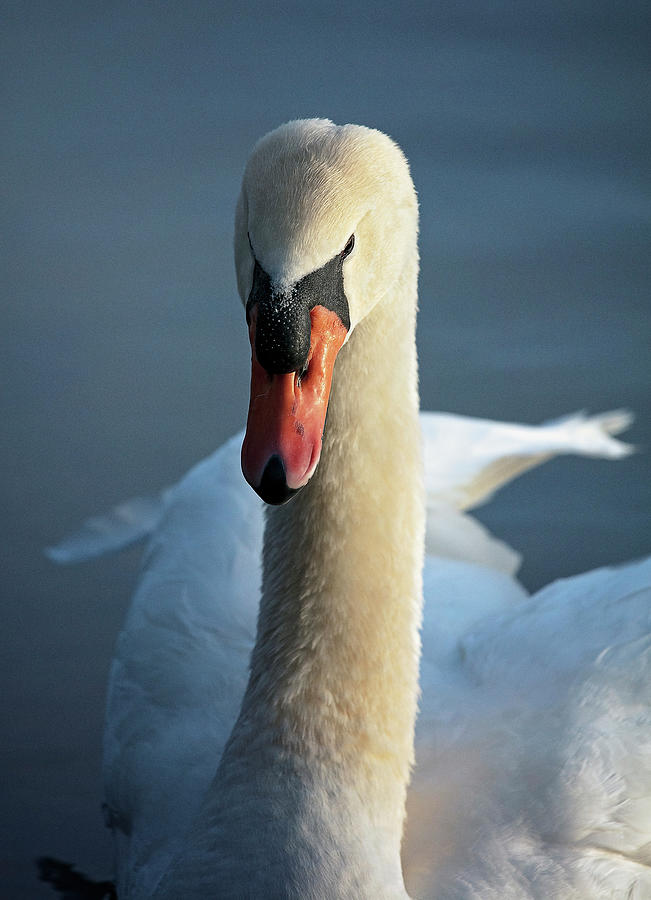 Beautiful Swan Photograph by Deborah Penland
