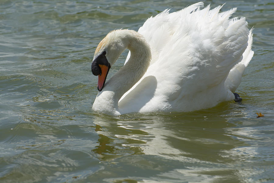 beautiful swan art