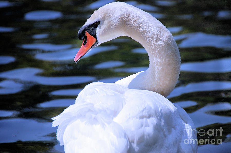 Beautiful Swan Profile Photograph by Elaine Manley