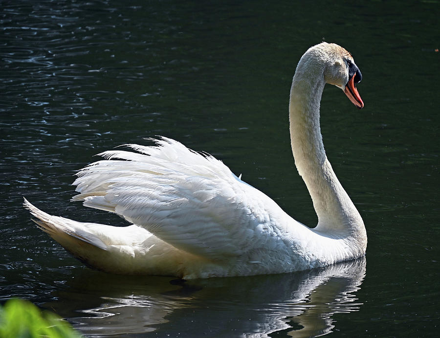 Beautiful Swan Photograph by Ronda Ryan