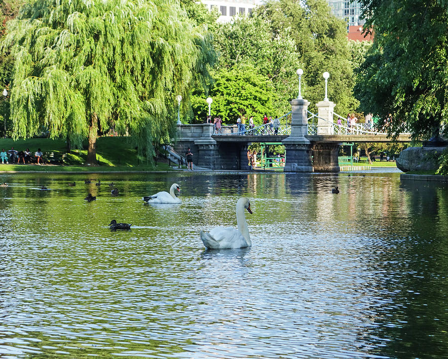 Beautiful Swans in the Boston Public Garden in Boston Massachusetts Photograph by Toby McGuire
