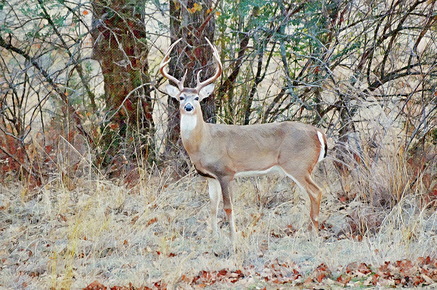Beautiful Ten Point Buck Deer Illustrated Digital Art by Gaby Ethington