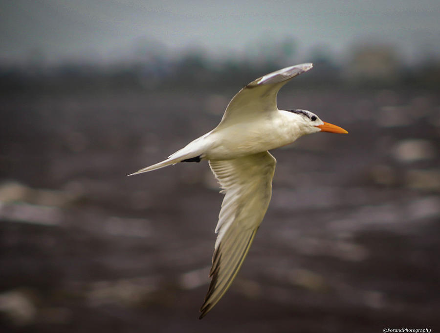 Beautiful Tern  Photograph by Debra Forand