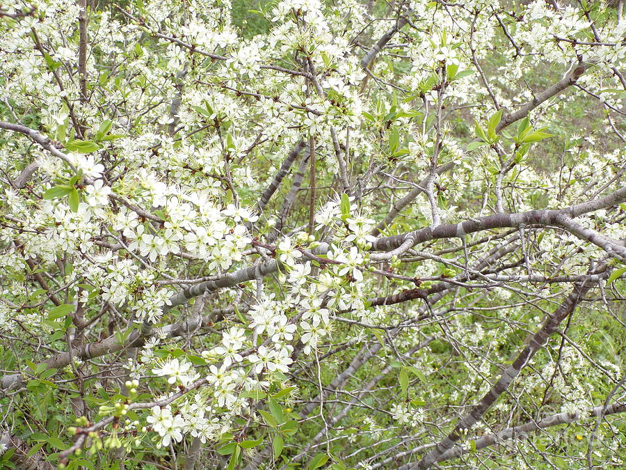 Beautiful Texas Wild Plum Tree Blossoms-Four Photograph by Joney ...