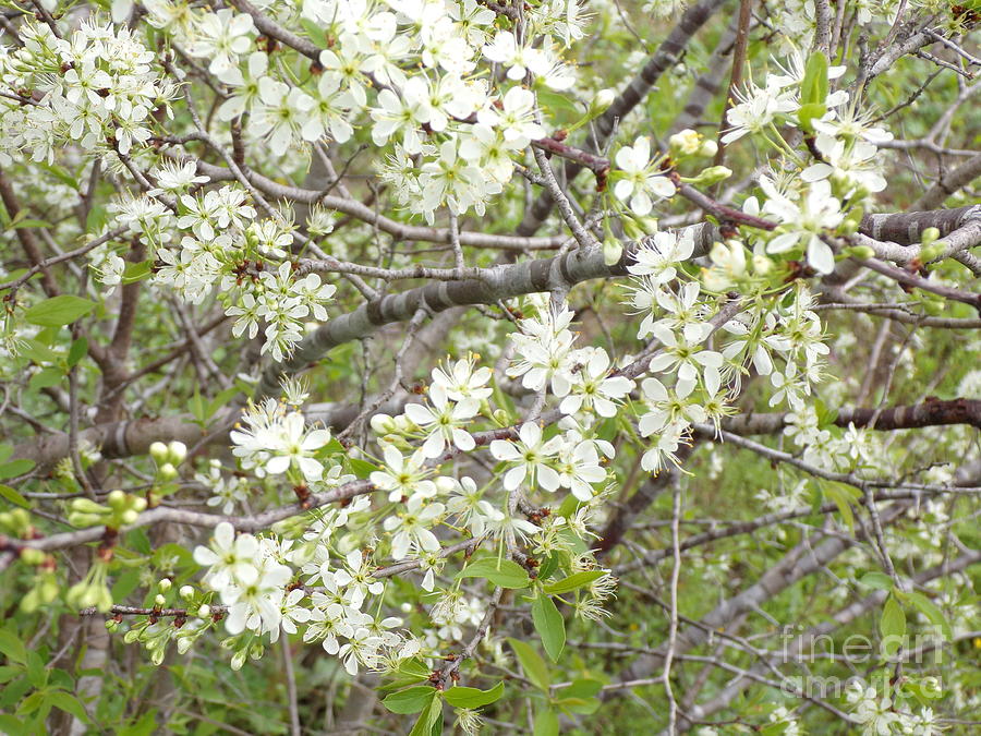 Beautiful Texas Wild Plum Tree Blossoms-Three Photograph by Joney ...