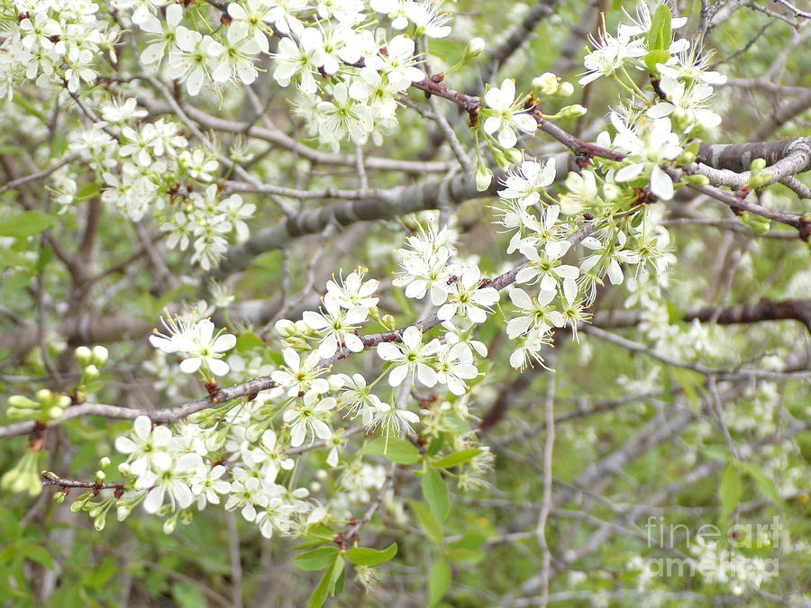 Beautiful Texas Wild Plum Tree Blossoms-Two Photograph by Joney Jackson ...