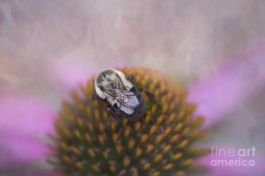 Beautiful Textured Bee  Photograph by Amy Dundon