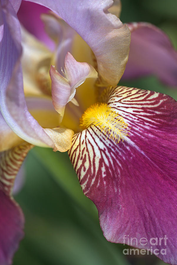 Beautiful The Face Of Iris Flower Photograph by Joy Watson
