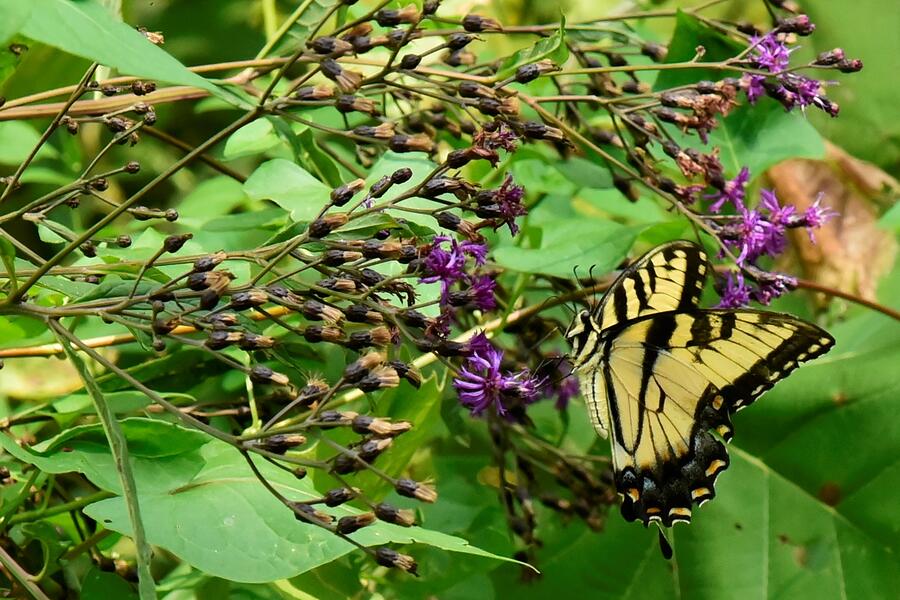 Beautiful Tiger Swallowtail Butterfly Photograph