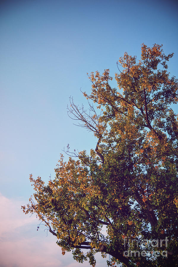 Beautiful top of a yellowing tree with autumn colors Photograph by Mendelex Photography