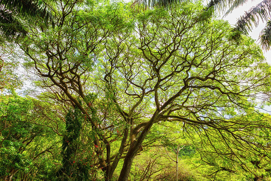 Beautiful Tree at McBryde Garden in Kauai Photograph by Belinda Greb