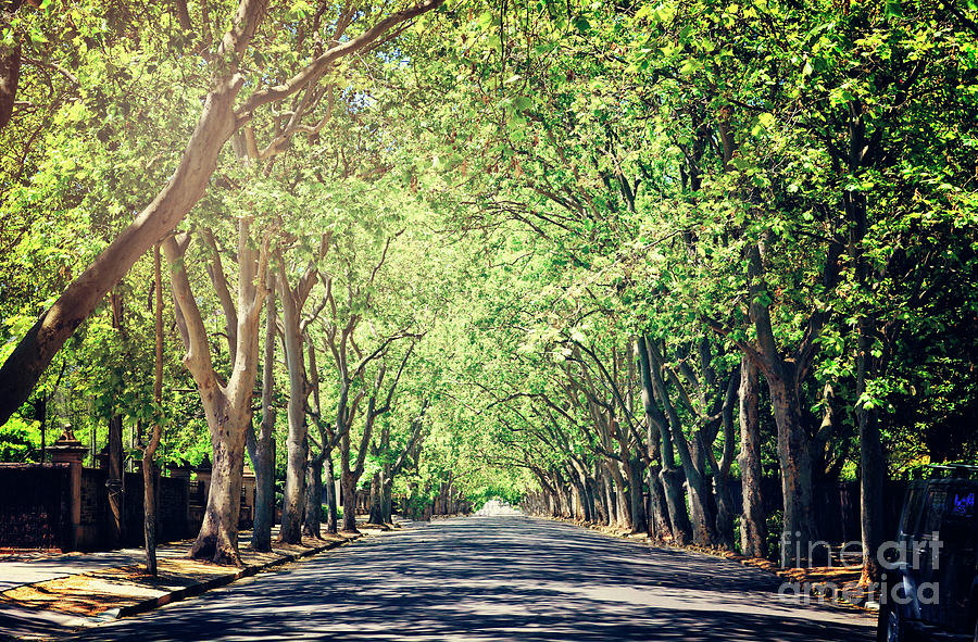 Beautiful tree canopy along scenic Victoria Avenue, Unley Park. Photograph by Milleflore Images