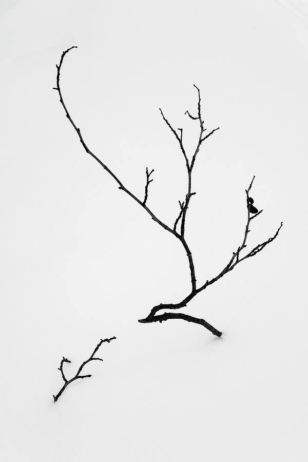 Beautiful tree growing in the snow Photograph by Martin Vorel Minimalist Photography