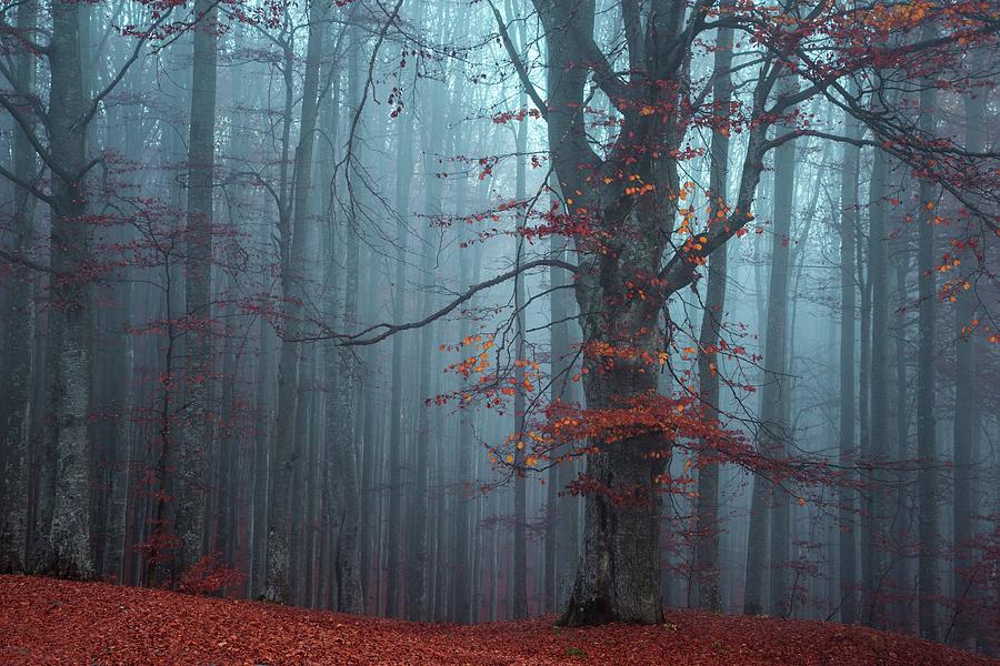 Beautiful tree in autumn foggy forest Photograph by Toma Bonciu