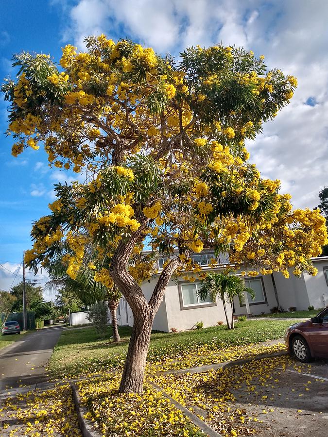 Beautiful Tree Of Flowers Photograph by Deja McCullough