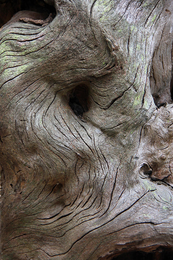 Beautiful Tree Stump Photograph by Decoris Art