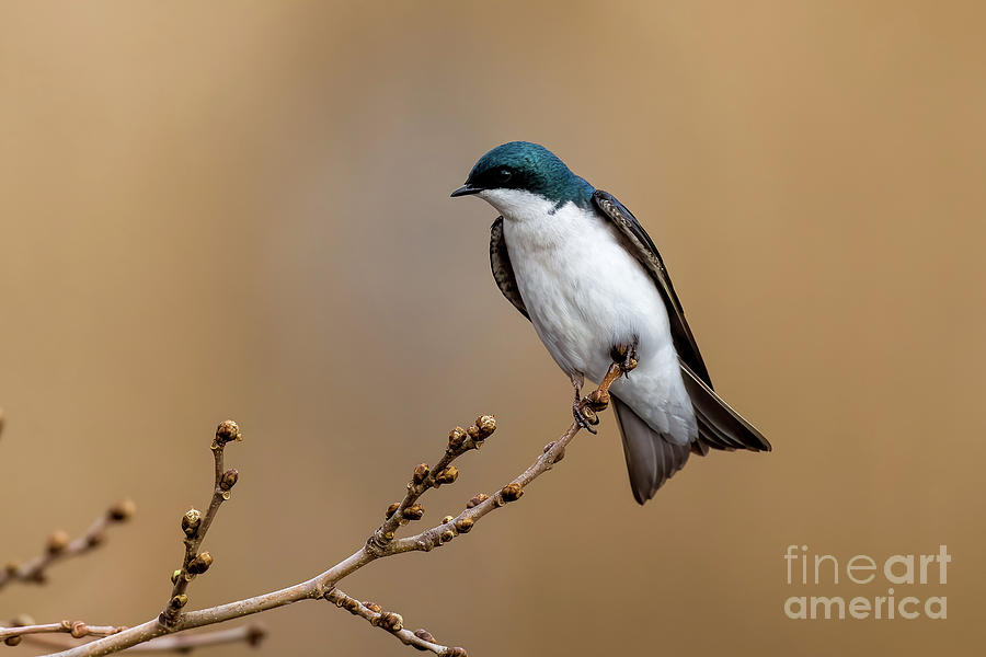 Beautiful Tree Swallow Photograph by Sam Rino