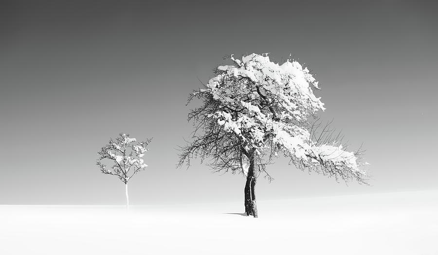 Beautiful Trees Photograph by Imi Koetz